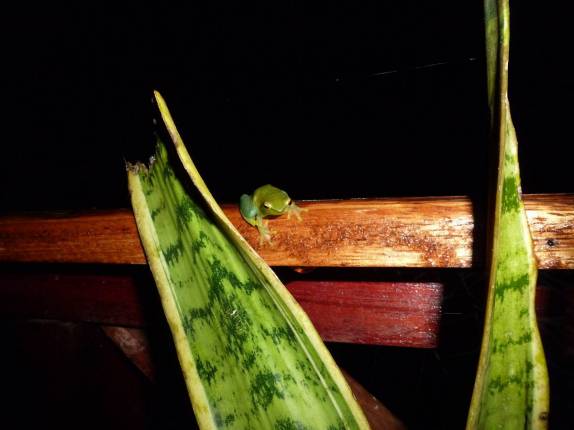 Um pequeno sapo vem nos visitar durante a noite na Pousada Uacari, na Reserva de Mamirauá, perto de Tefé, no Amazonas